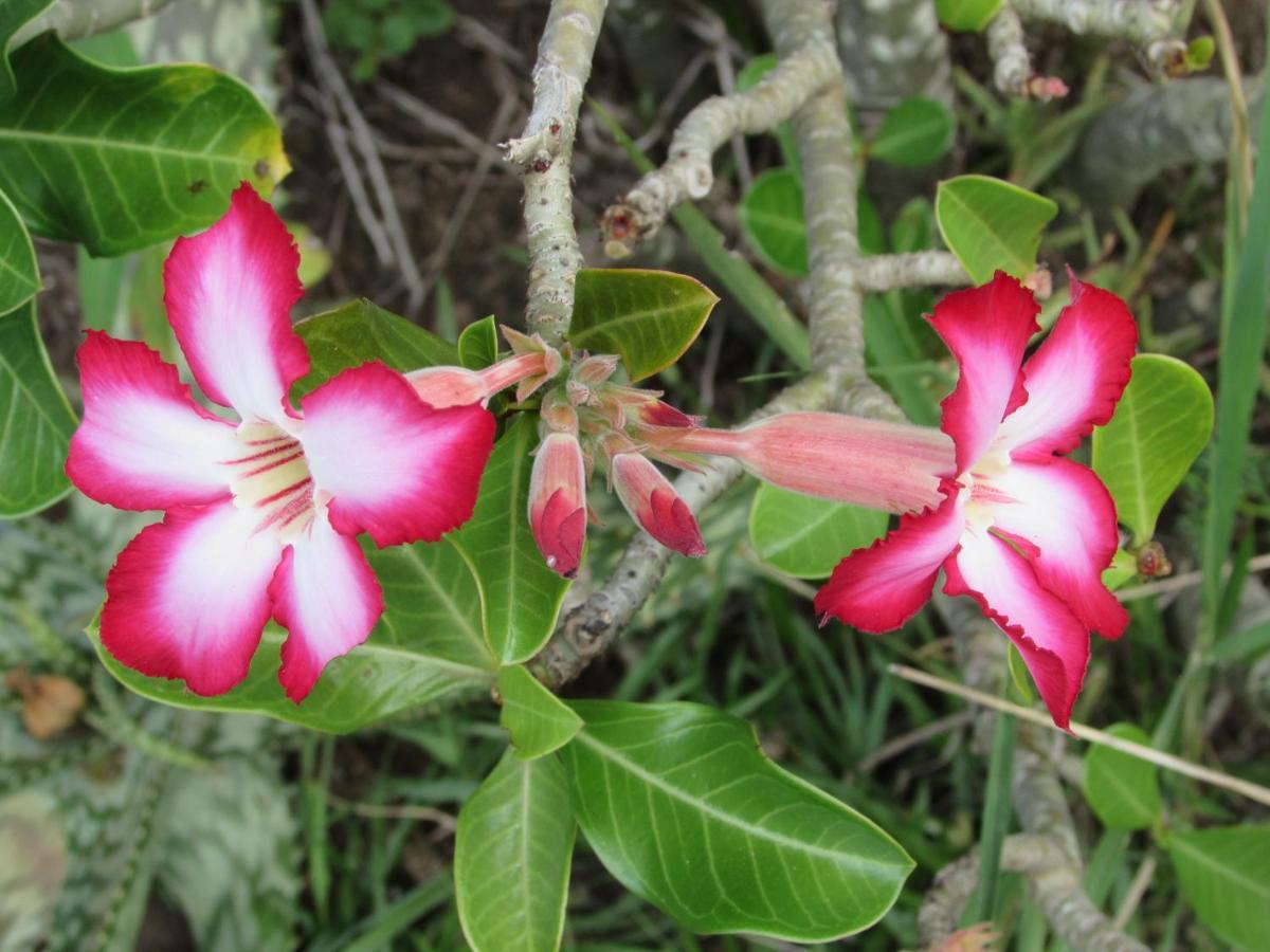 Amanzimlotzi Riverside Bush Camp โฮดสปรูท ภายนอก รูปภาพ