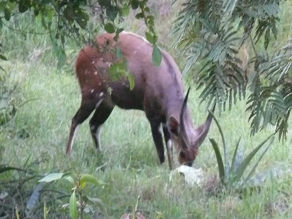 Amanzimlotzi Riverside Bush Camp โฮดสปรูท ห้อง รูปภาพ